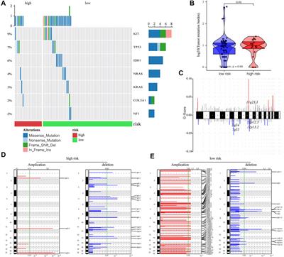 N6-Methyladenosine-Related lncRNAs Are Novel Prognostic Markers and Predict the Immune Landscape in Acute Myeloid Leukemia